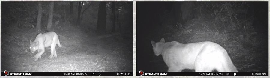 PictureTwo trail cam night photos of a mountain lion walking up a trail in the Santa Cruz Mountains.