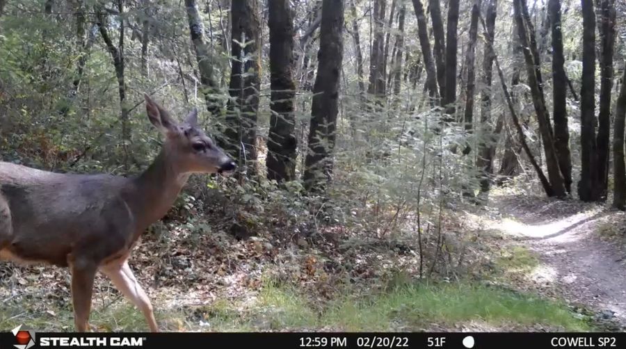 Picture: Black-tailed deer in trail cam photo.
