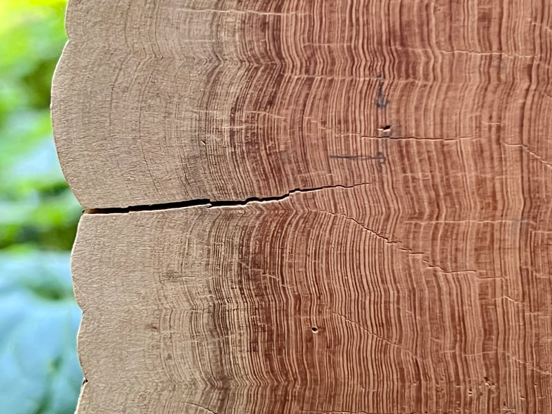 redwood rings counted to determine age