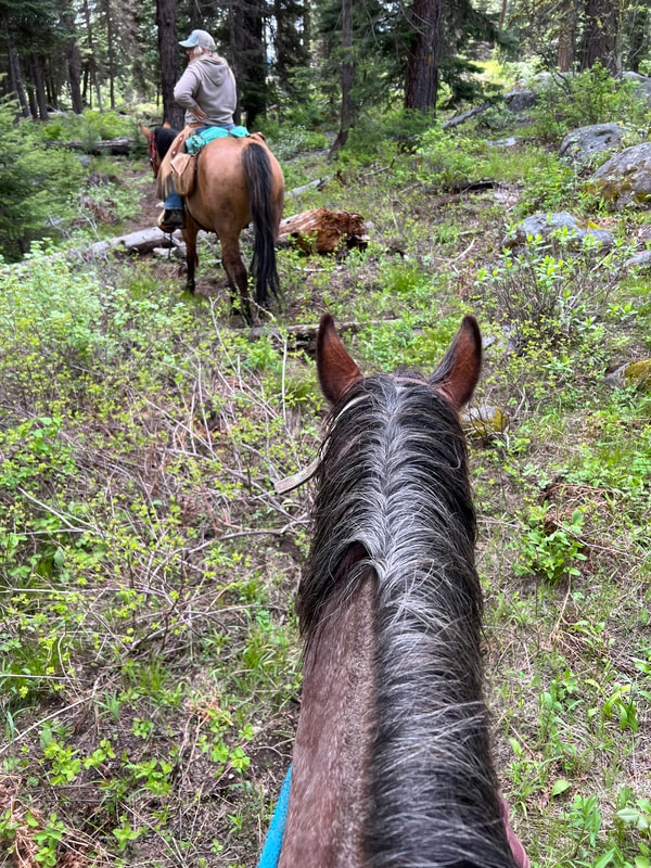 Horseback riding in Payette Forest
