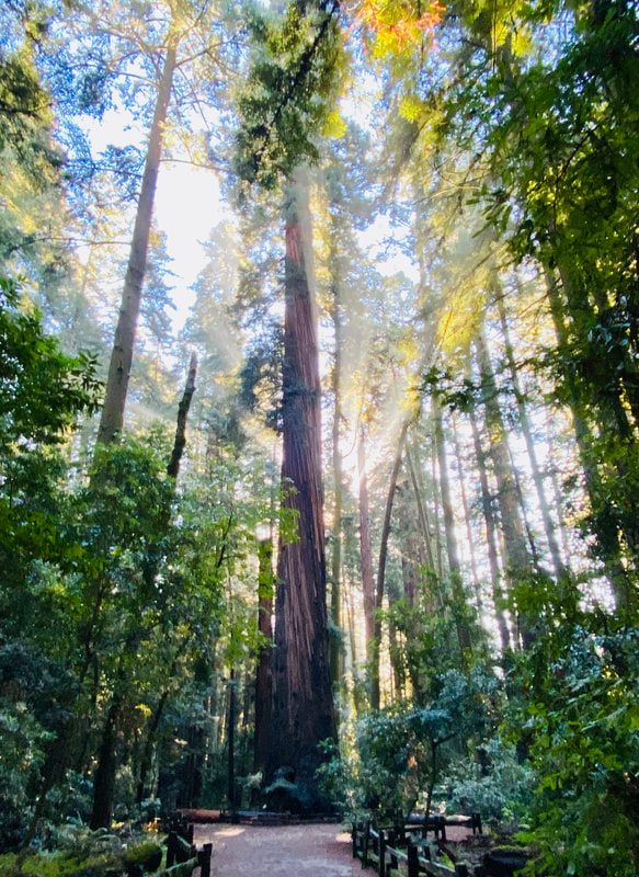 Redwood tree, "The Giant."