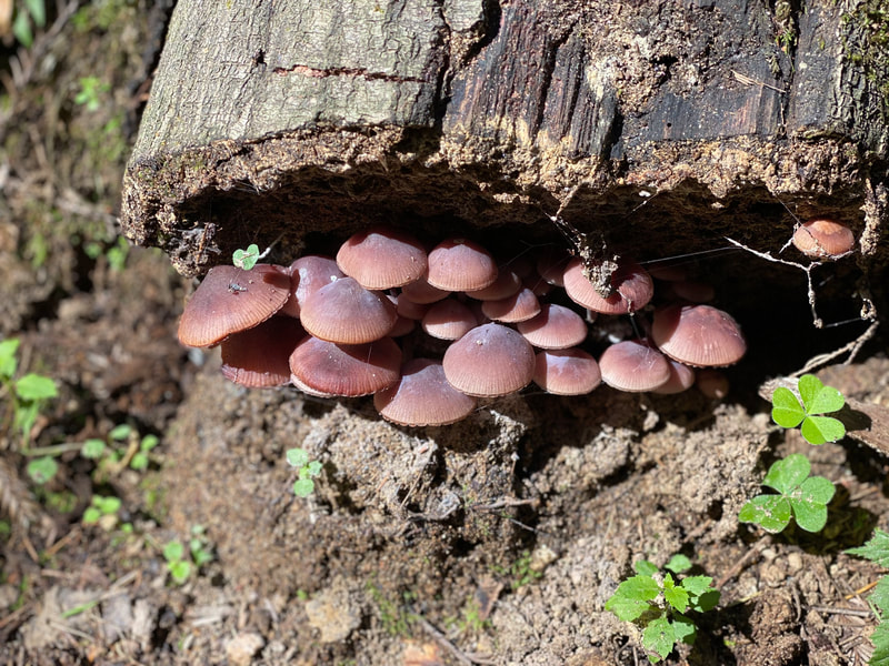 mushrooms growing under a fallen tree