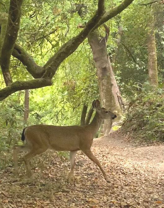 Deer walking through Henry Cowell Redwoods State Park